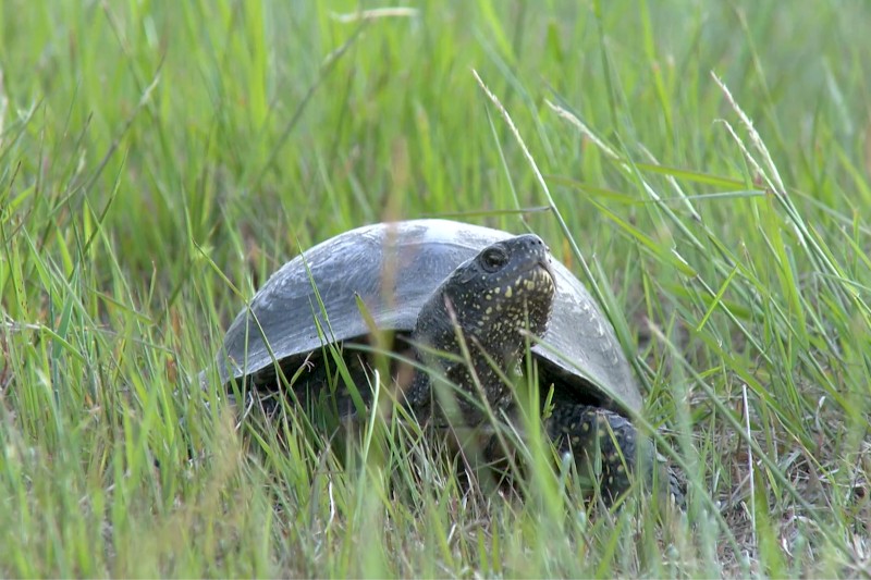 Żółw o ciemnej, kopulastej skorupie i nakrapianej szyi siedzi w wysokiej, zielonej trawie, częściowo ukryty przez jej ostrza.