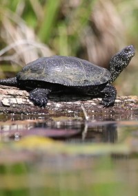 Żółw o ciemnej, teksturowanej skorupie i nakrapianej szyi siedzi na kłodzie nad wodą w naturalnym, trawiastym otoczeniu.