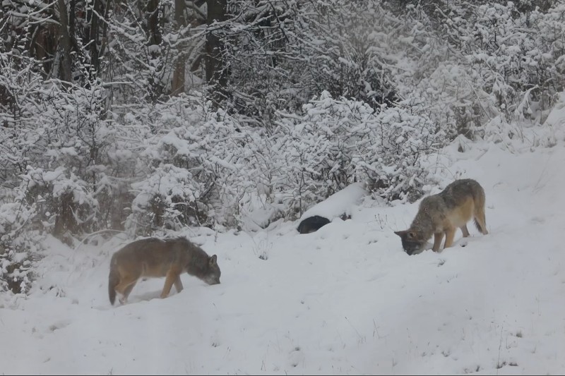 Dwa wilki idą przez zaśnieżony krajobraz, ich głowy są pochylone ku ziemi, jakby węszyły lub czegoś szukały, w tle widać pokryte śniegiem drzewa i krzewy.