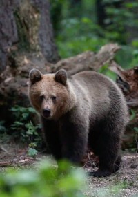 Niedźwiedź brunatny stoi w lesie, otoczony drzewami i zielenią, patrząc prosto w kamerę.
