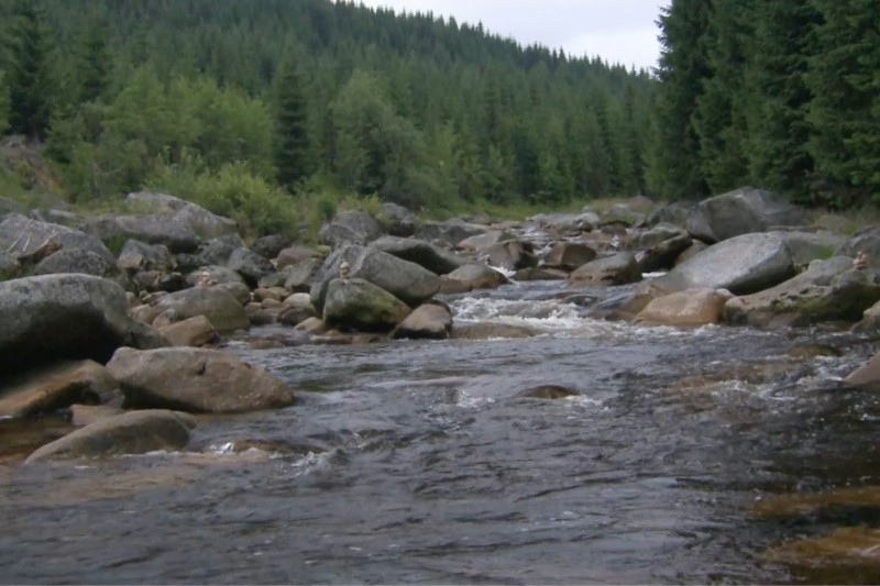 Płytka rzeka o czystej wodzie płynie po skałach i głazach, otoczona gęstymi zielonymi sosnami i zalesionymi wzgórzami pod zachmurzonym niebem.