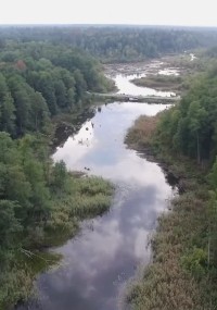Rzeka wije się przez bujny, zielony las z gęstymi drzewami po obu stronach, odbijającymi niebo nad nią. Krajobraz jest spokojny, z łatami bagiennej roślinności wzdłuż brzegu wody.