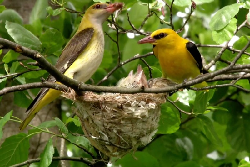 Dwa żółte i czarne ptaki siedzą na gałęziach obok gniazda z pisklętami, otoczone zielonymi liśćmi. Jeden ptak wydaje się karmić pisklęta.