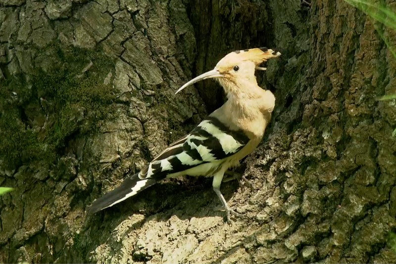 Ptak dudek z długim, zakrzywionym dziobem i wyraźnym pomarańczowym czubem stoi na szorstkiej korze drzewa, ukazując czarno-białe paski na skrzydłach i ogonie.