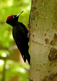 Czarny dzięcioł z jaskrawoczerwonym grzebieniem przyczepiony jest do pnia drzewa w lesie. W tle widać zielone, nieostre liście.