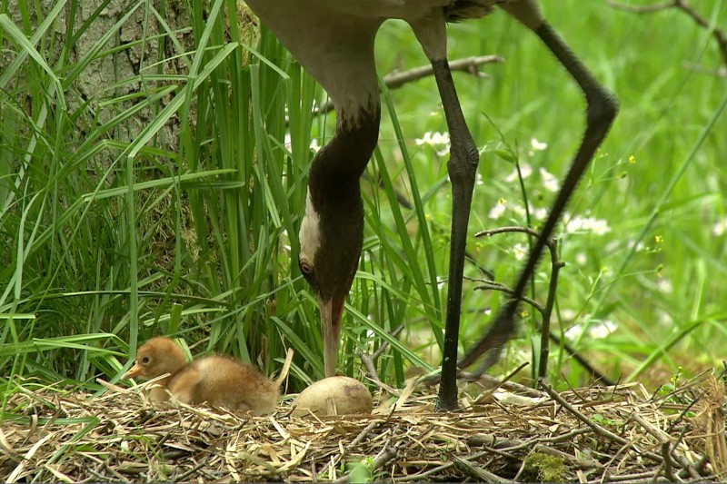 Żuraw pochyla się nad swoim gniazdem na ziemi, gdzie jedno pisklę siedzi obok niewyklutego jaja, otoczone trawą i liśćmi w naturalnym otoczeniu.