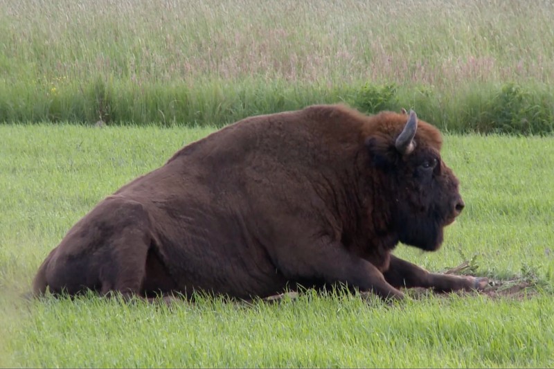 Duży bizon o ciemnobrązowym futrze leży na zielonej trawie na polu, zwrócony twarzą w prawo. W tle widać wyższe trawy i kilka roślin.