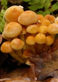 Gromada małych, pomarańczowo-brązowych grzybów rosnących wśród opadłych liści i zielonych paproci na dnie lasu.