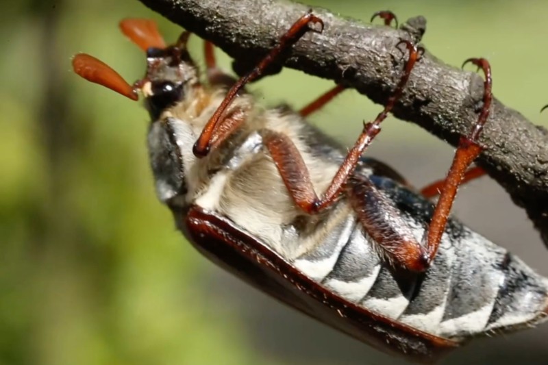Zbliżenie chrząszcza majowego, który czepia się gałęzi drzewa głową w dół, pokazując jego pomarańczowe nogi i czułki, futrzane ciało i prążkowany czarno-biały odwłok. Tło jest rozmyte na zielono i brązowo.