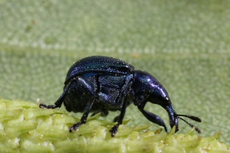 Zbliżenie błyszczącego, niebiesko-czarnego chrząszcza z długim, zakrzywionym pyskiem, chodzącego po zielonej, teksturowanej powierzchni roślinnej z rozmytym zielonym tłem.