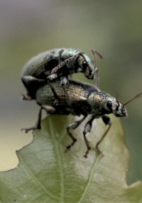 Dwa zielone chrząszcze kopulują na krawędzi zielonego liścia, na rozmytym tle.