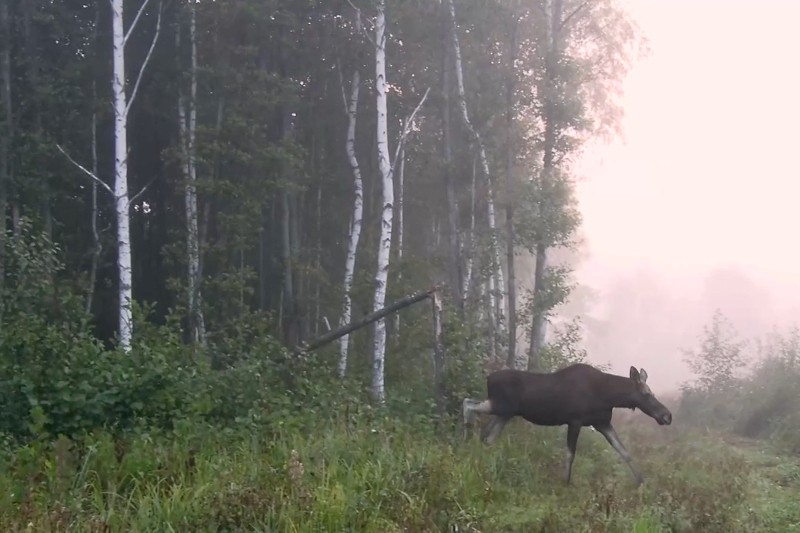 Łoś spaceruje skrajem lasu z wysokimi brzozami i gęstym podszytem, otoczony mgłą i łagodnym, porannym światłem.