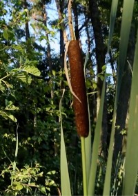 Zbliżenie brązowej rośliny pałki wodnej rosnącej wśród wysokich, zielonych liści, na tle drzew i światła słonecznego.