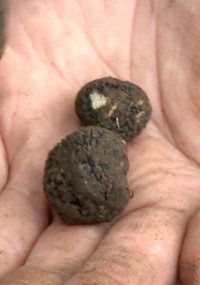 Zbliżenie na brudną dłoń osoby trzymającej dwie małe, ciemne trufle o szorstkiej fakturze.