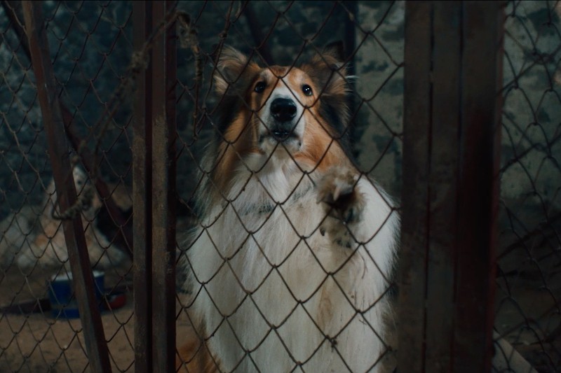Pies rasy collie stoi na tylnych łapach, przyciskając przednią łapę do zardzewiałego drucianego ogrodzenia, patrząc przez słabo oświetlone ogrodzenie.