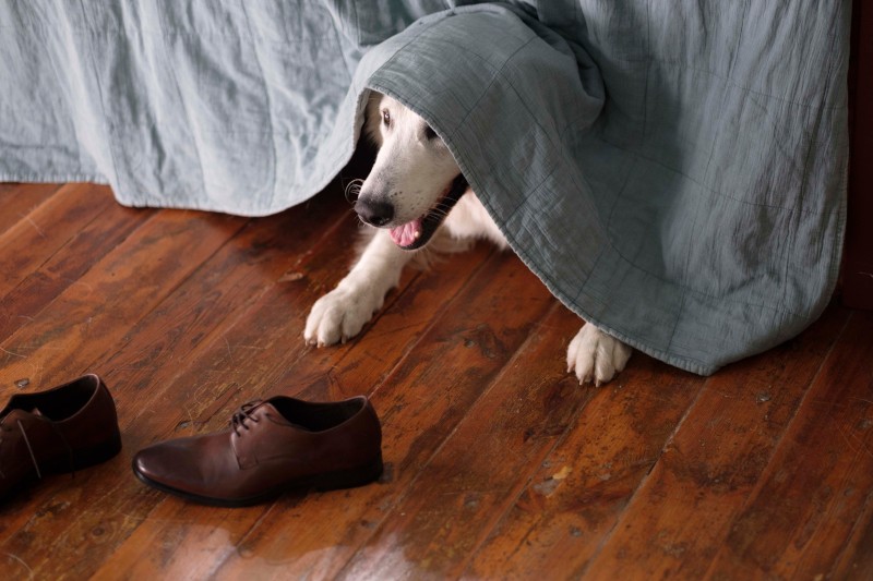 Biały pies wychyla się spod niebieskiego koca rozłożonego na łóżku, opierając przednie łapy na drewnianej podłodze obok pary brązowych butów wizytowych.