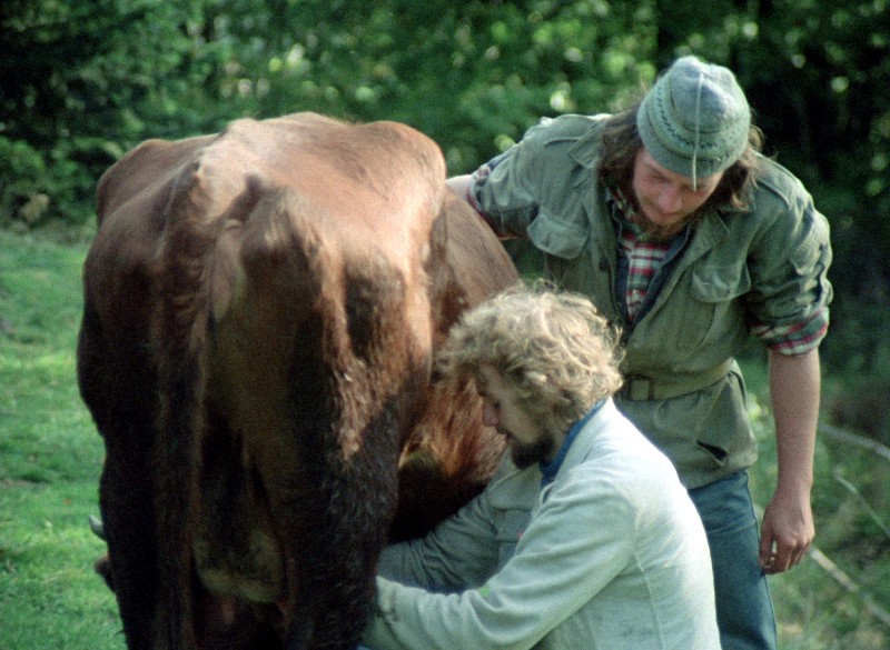 Dwie osoby są na zewnątrz z brązową krową; jedna osoba klęczy i wydaje się doić krowę, podczas gdy druga stoi obok nich, obserwując. W tle widać drzewa i zieleń.
