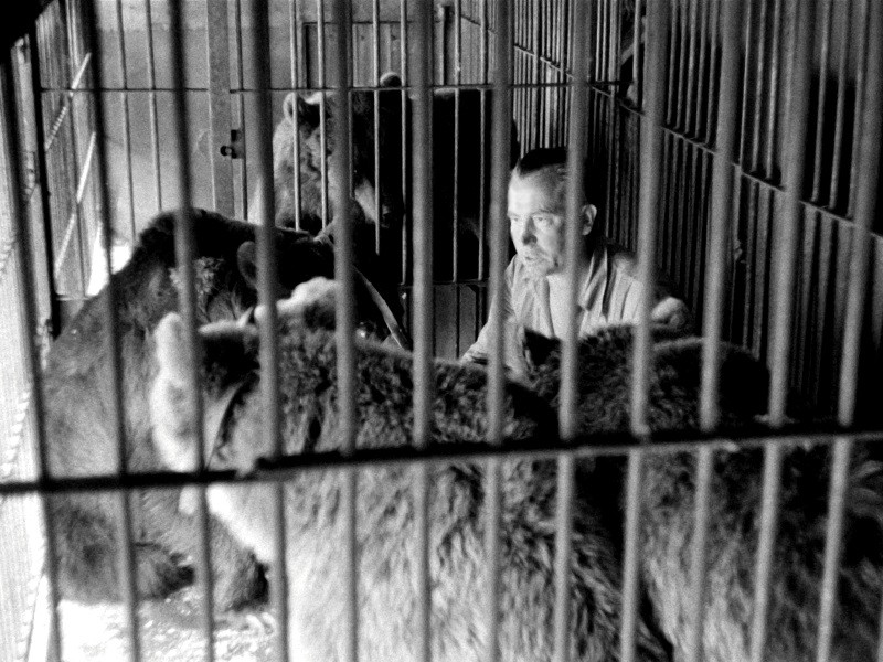Mężczyzna siedzi w klatce otoczonej kilkoma niedźwiedziami, wszystkie ciasno stłoczone za metalowymi prętami. Scena wydaje się napięta i zamknięta, niedźwiedzie stoją twarzą do mężczyzny.