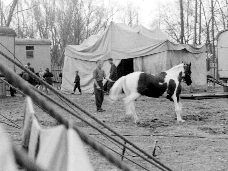 Czarno-białe zdjęcie przedstawia mężczyznę trzymającego konia w pobliżu dużego namiotu, z innymi ludźmi i drzewami w tle. Na pierwszym planie widoczne są liny i plandeki, co tworzy wrażenie ruchliwej sceny na świeżym powietrzu.