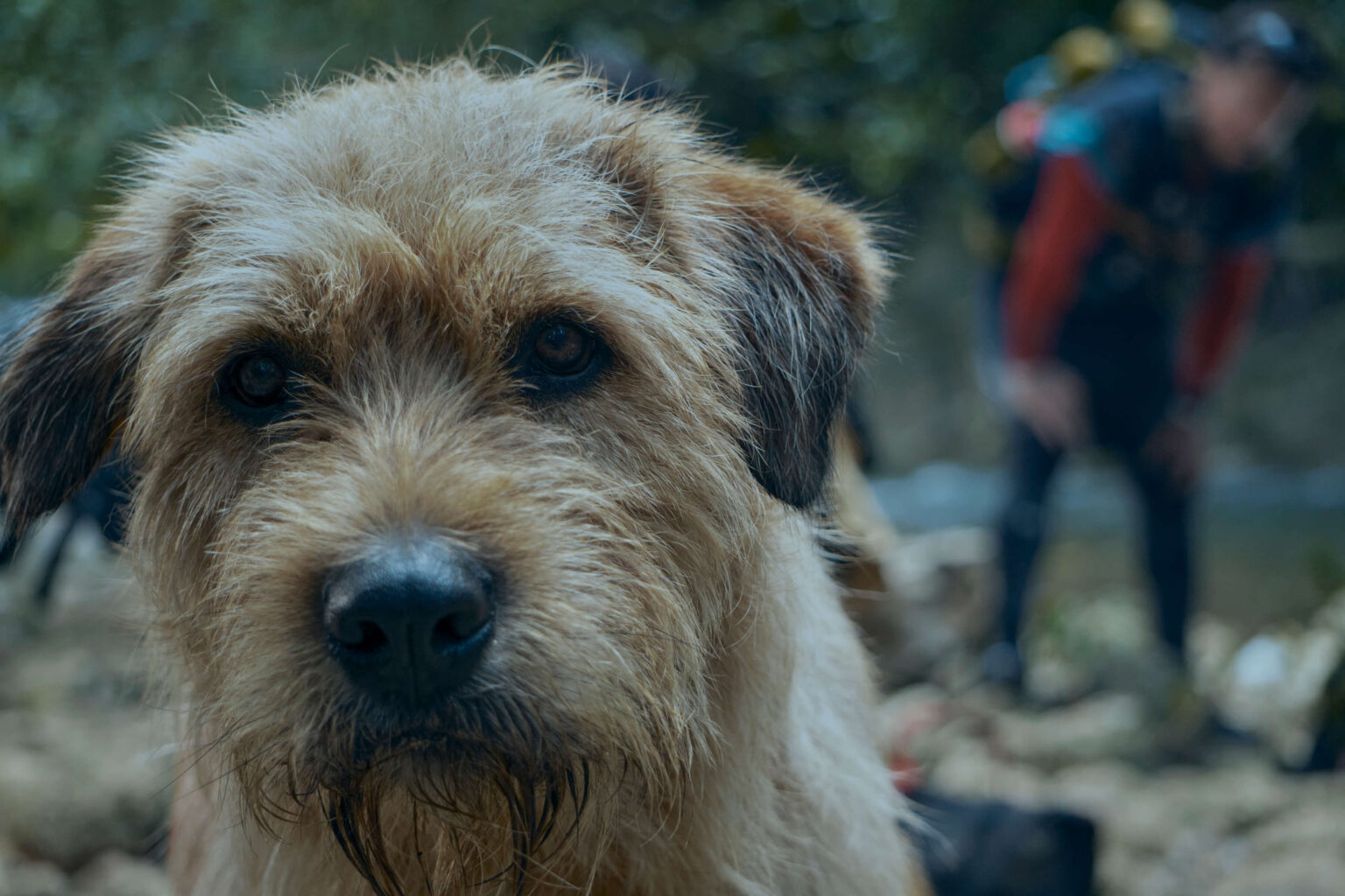 Zbliżenie na kudłatego brązowego psa o wyrazistych oczach, stojącego na zewnątrz. Na rozmytym tle osoba w stroju outdoorowym pochyla się, prawdopodobnie wędruje lub odpoczywa w naturalnym otoczeniu.
