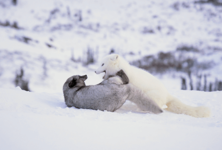 Dwa lisy polarne, jeden biały i jeden ciemnoszary, bawią się razem na zaśnieżonej ziemi z rozmytym, pokrytym śniegiem krajobrazem w tle.