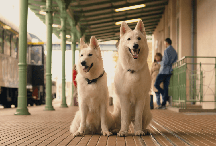 Dwa duże białe psy siedzą i stoją obok siebie na peronie stacji kolejowej, oba zwrócone w stronę kamery. W tle widoczni są ludzie i pociąg. Psy wydają się spokojne i czujne.
